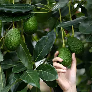 Africa Avocado will Enter Chinese Market