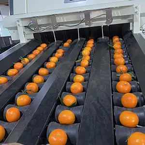 Are you still using a lot of manual labor for your citrus sorting