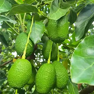 Avocado optical sorting machine