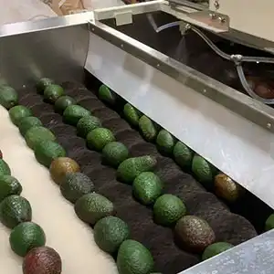 Avocado Waing Equipment