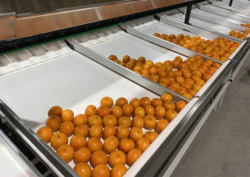 Avocado Washing Drying and Sorting line is loaded into containers
