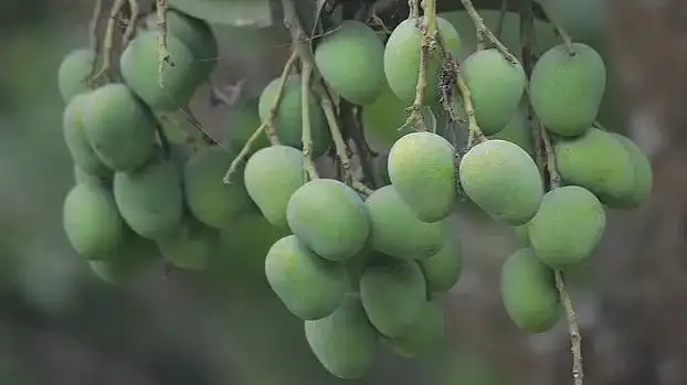 Bangladesh Mango Sorting Line