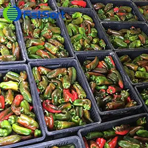Bell Pepper Sorter