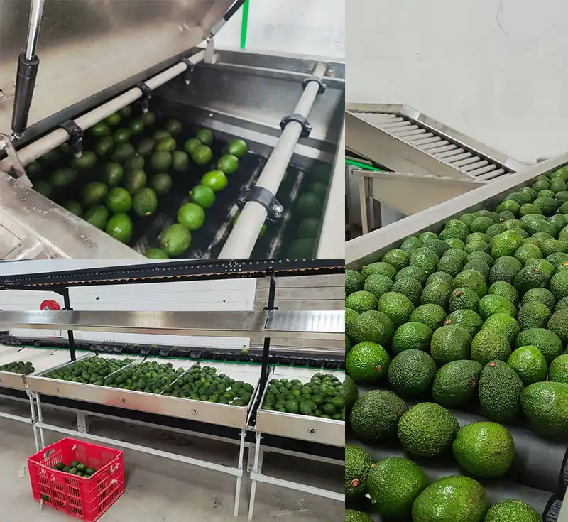 Best-selling avocado machine in 2024