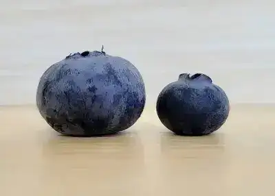 Blueberries sorted by hand or machine