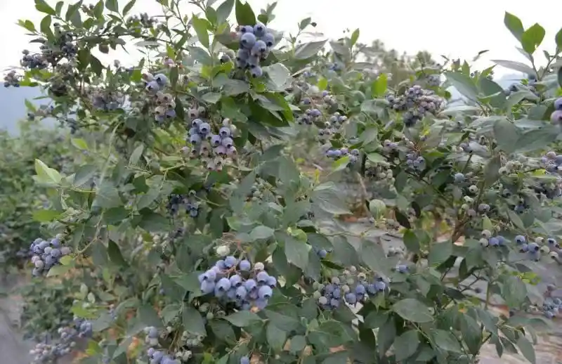 Blueberry Grading post harvest