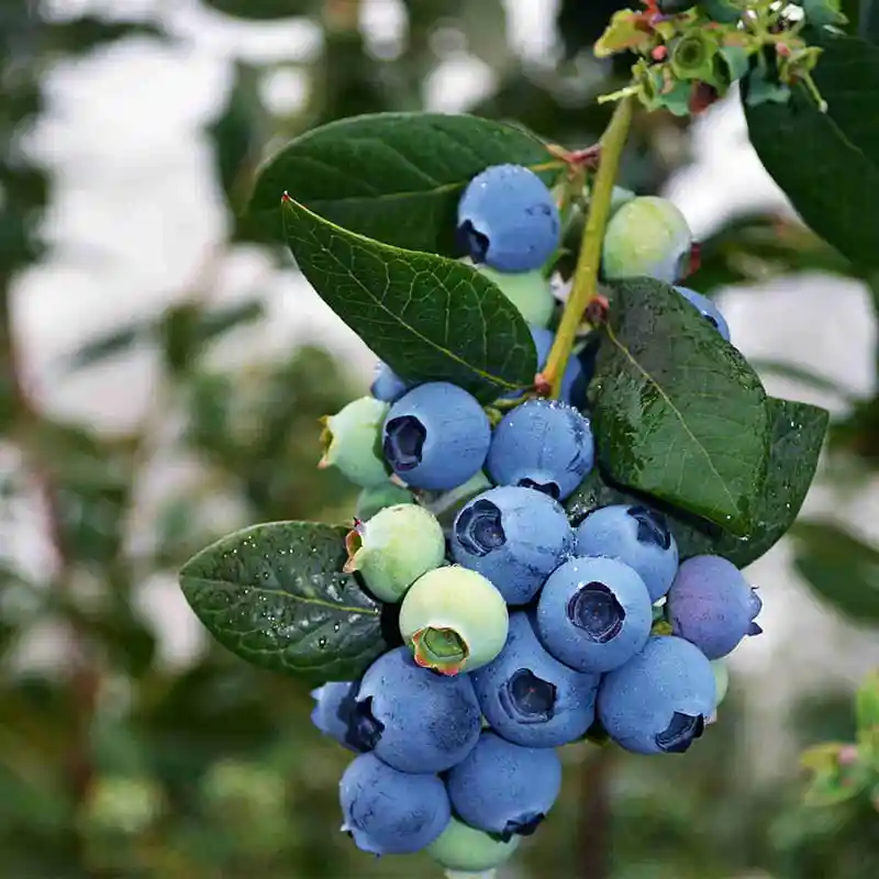 blueberry processing guide