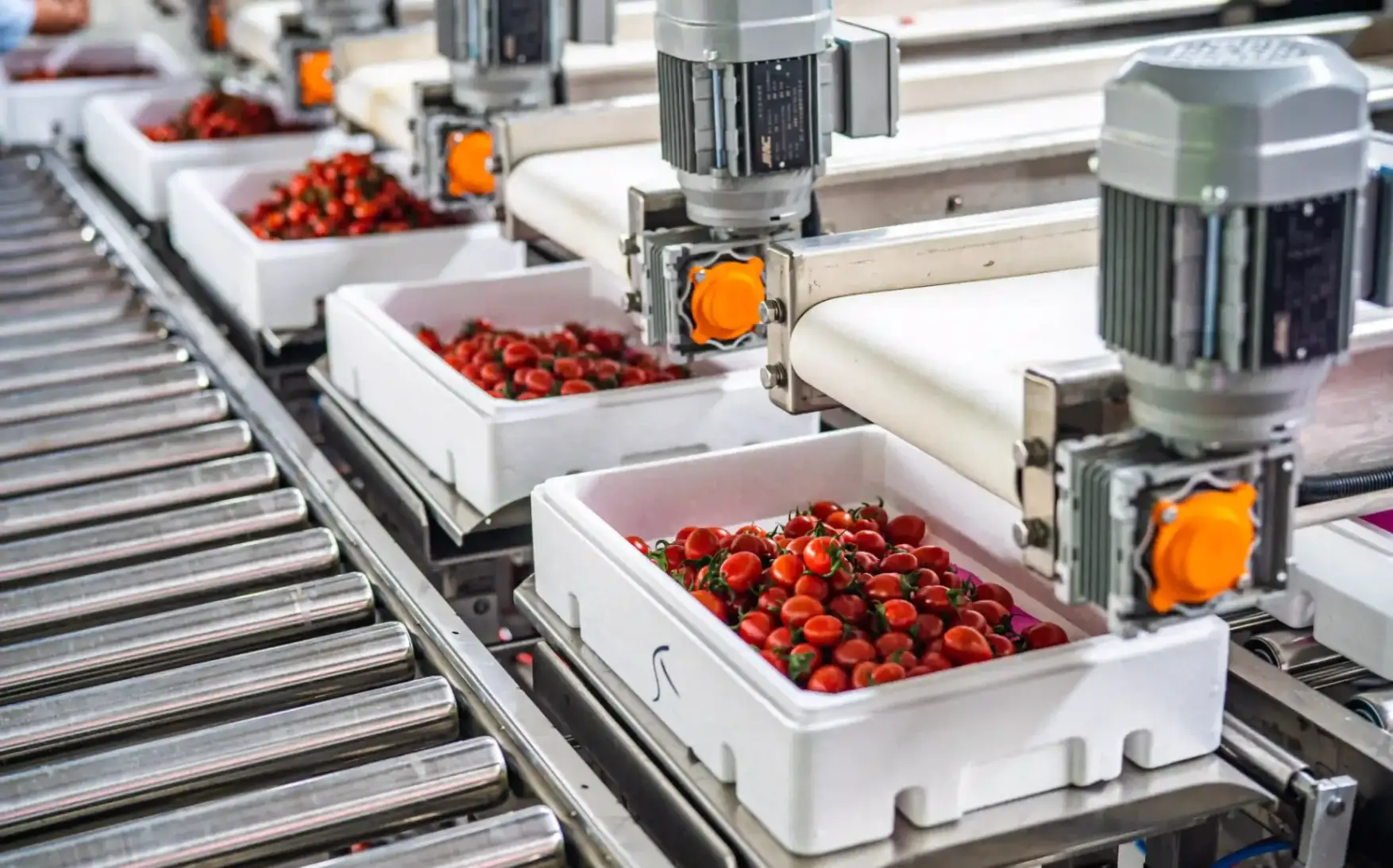 boxes filling, weighing and packing stations for fruits and vegetables
