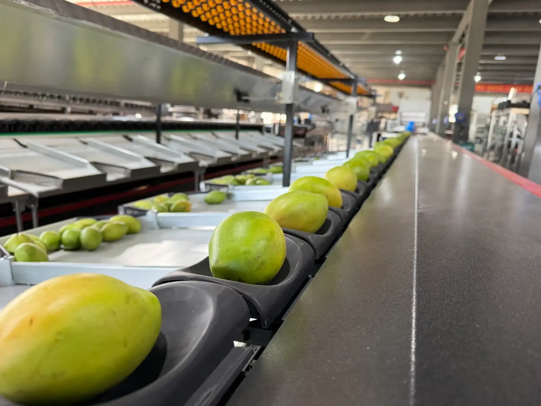 Brazil mango processing