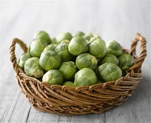 Brussels Sprouts Sorting Machine