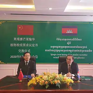 Cambodia's first batch of mango exports to China set off today