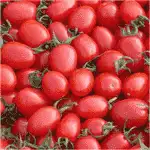Cherry Tomato Cleaning and Grading Machine Introduction