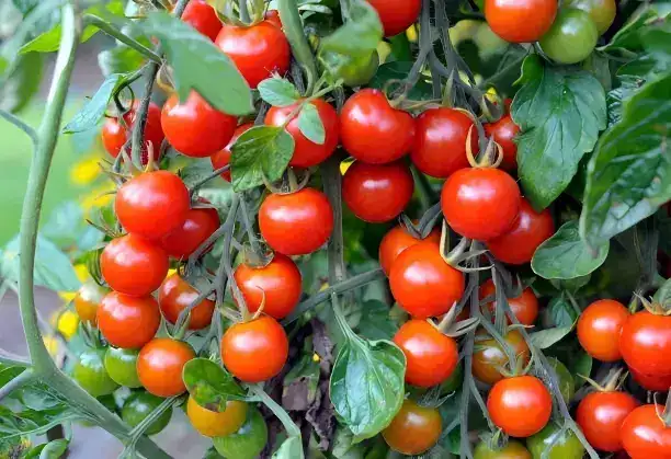 Cherry Tomato Cleaning and Grading Machine Introduction