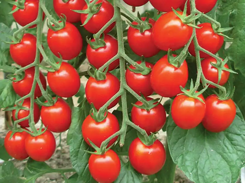 Cherry tomato cleaning, sorting and packaging machine