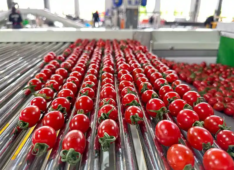 Cherry tomato grading machine