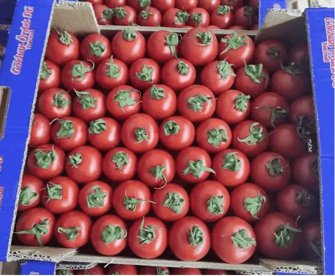 Cherry tomato processing line