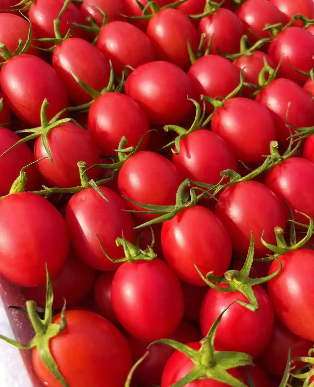 Cherry tomatoes cleaning sorting machine