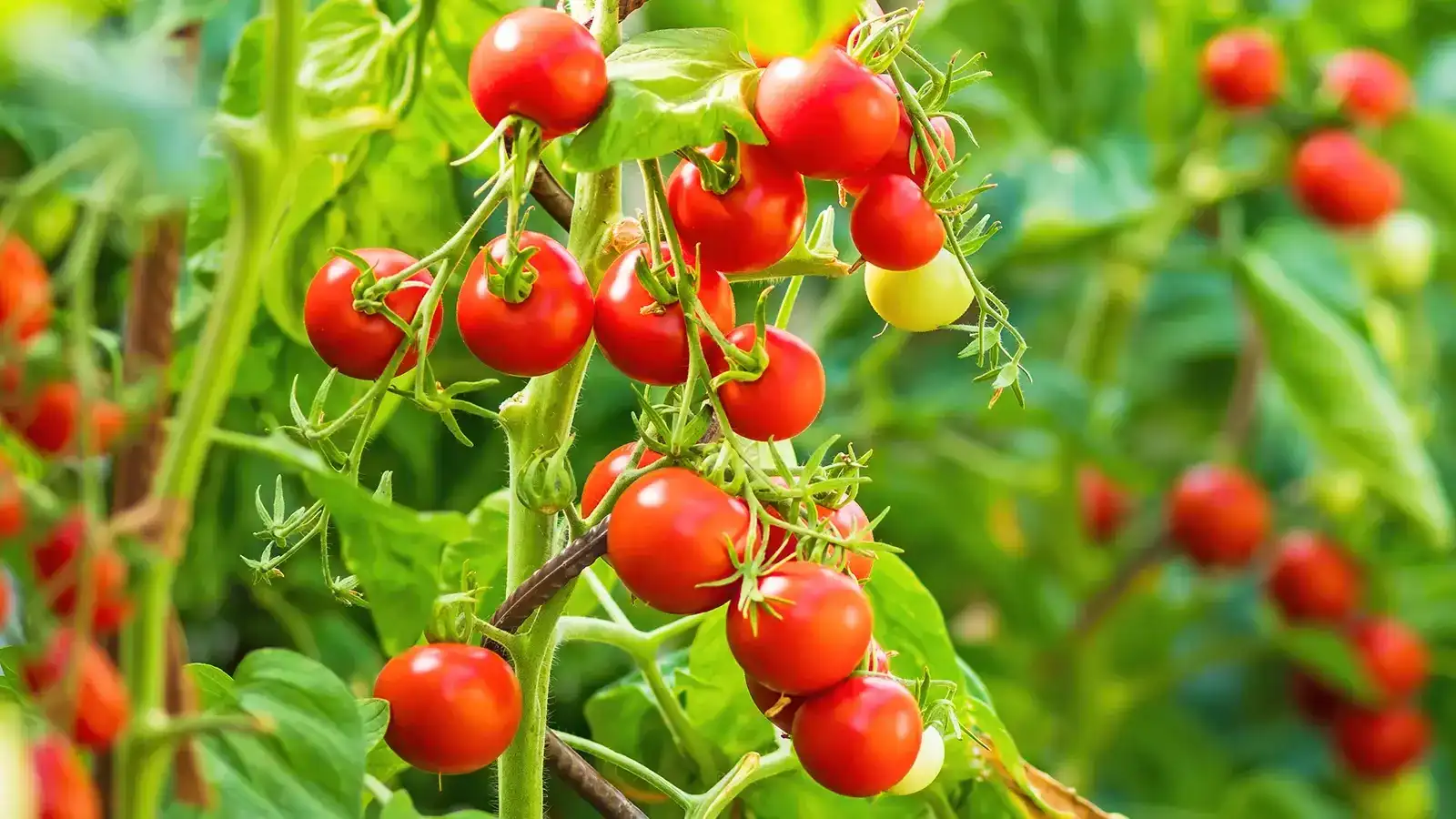 Cherry tomatoes sorting line