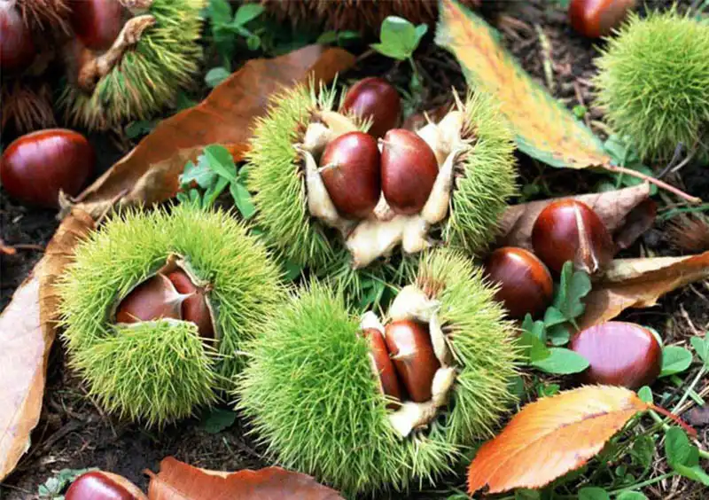 Chestnut Harvester