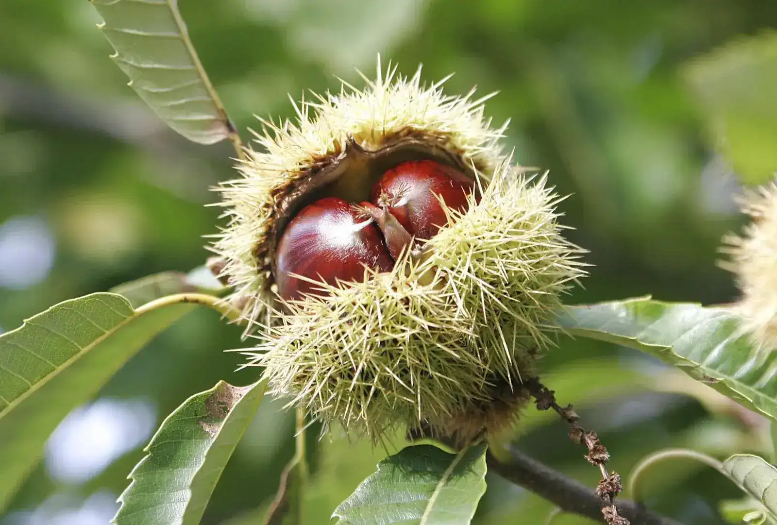 Chestnut sorting machine