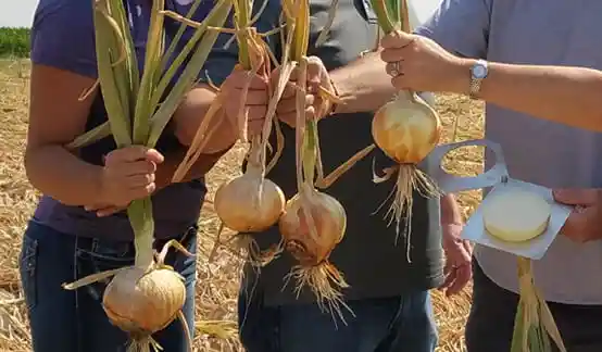 China’s onion exports and prices to rise in 2024
