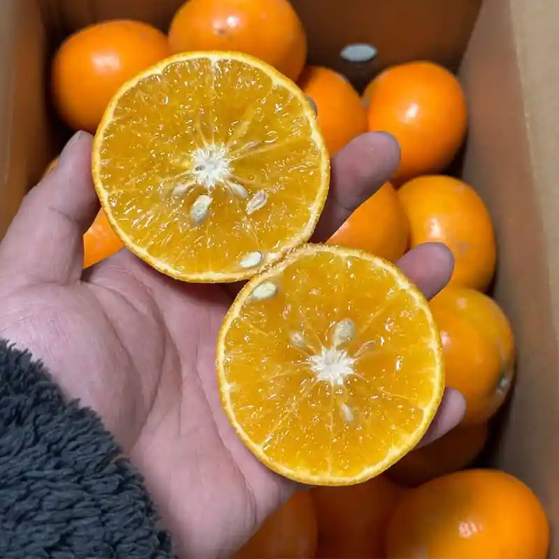 Chinese Fertile Orange Weight Sorter