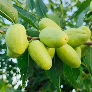 Chinese jujube sorting and packaging machine
