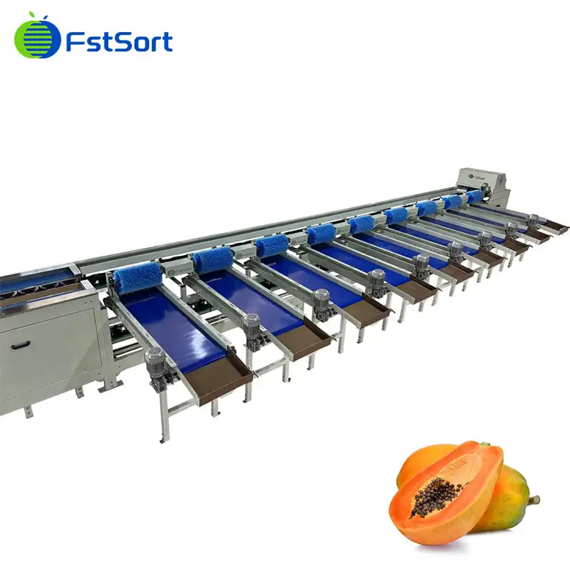 Clasificación de papaya: calidad, calibres y manejo poscosecha