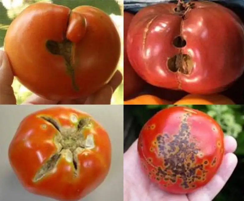 clasificación óptica de tomate