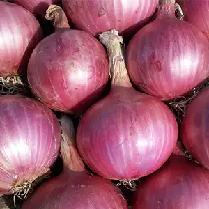 clasificadora de cinta de cebolla