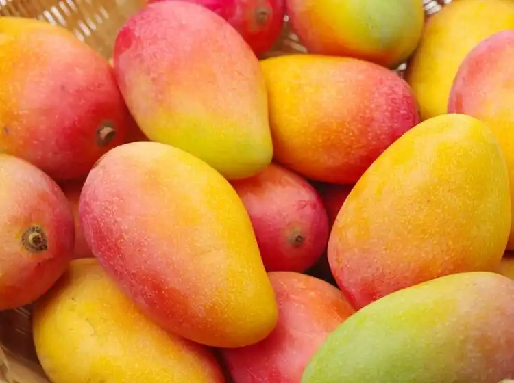 clasificadora-de-mangos