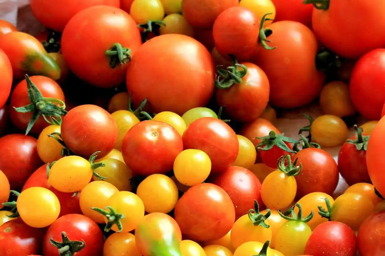 clasificadora-de-tomates
