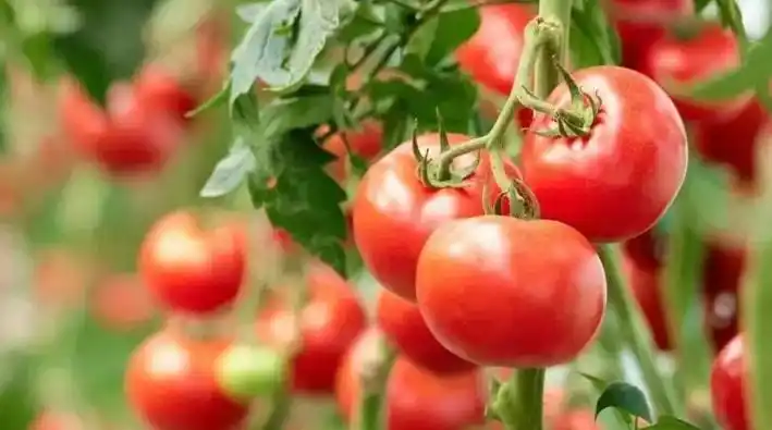 clasificadora por peso de tomate