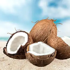 Coconut sorting machine