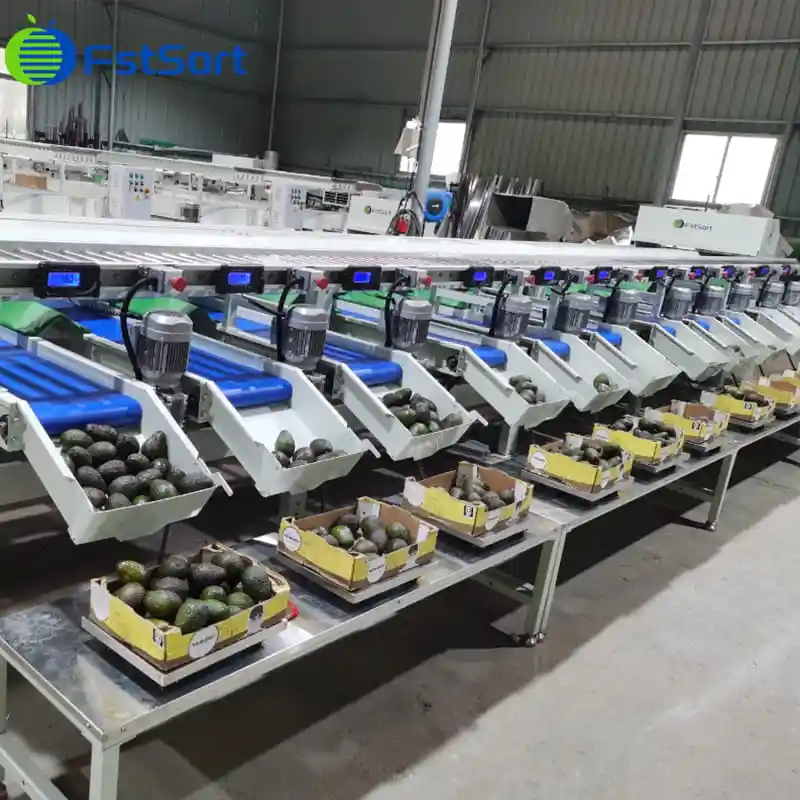 Consultation about Avocado Sorting Line from Morocco