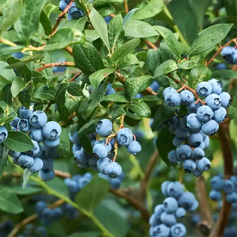 Demand for blueberries is growing in the Netherlands