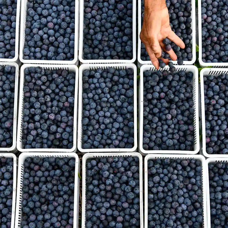 Do you know how to grade blueberries accurately and quickly