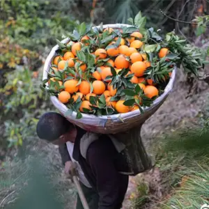 Do you know how to sort navel oranges