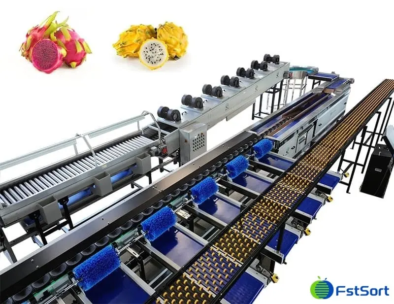 Dragon Fruit Grading Machine & Washing Drying Line