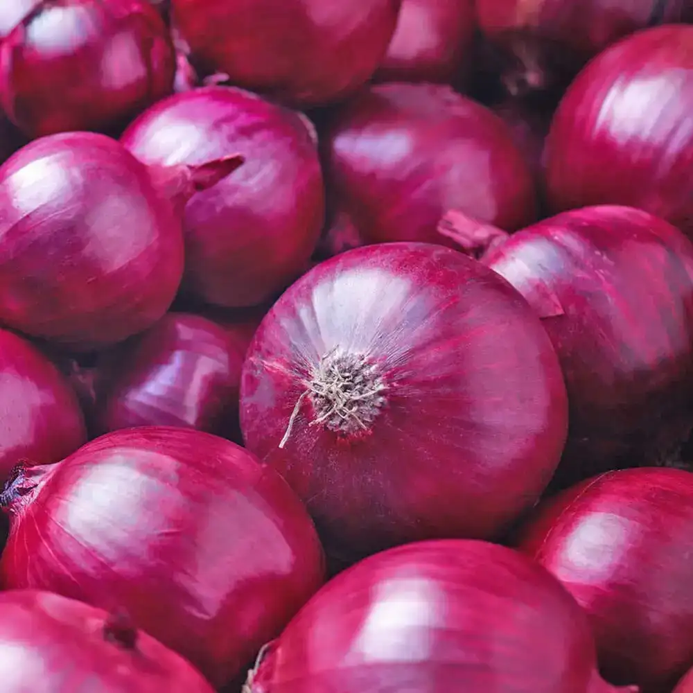 Dutch red onion grading machine