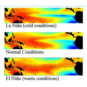 El Niño provoca anomalías climáticas que afectan las principales exportaciones frutícolas del Perú