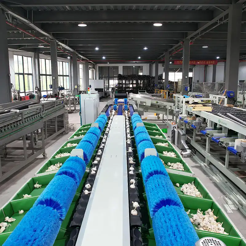 Enfoque en satisfacer las necesidades del consumidor: línea de clasificación de ajo
