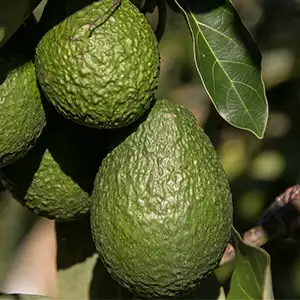 Exportaciones peruanas de palta alcanzarán 630 mil toneladas al 2025