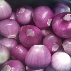 Falling Freight Rates Propel China's Onion Exports in Global Markets
