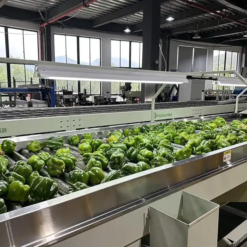 Four-channel bell pepper processing Line