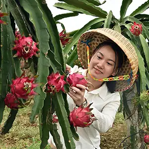 Fruits have been delivered to Wenzhou Port China