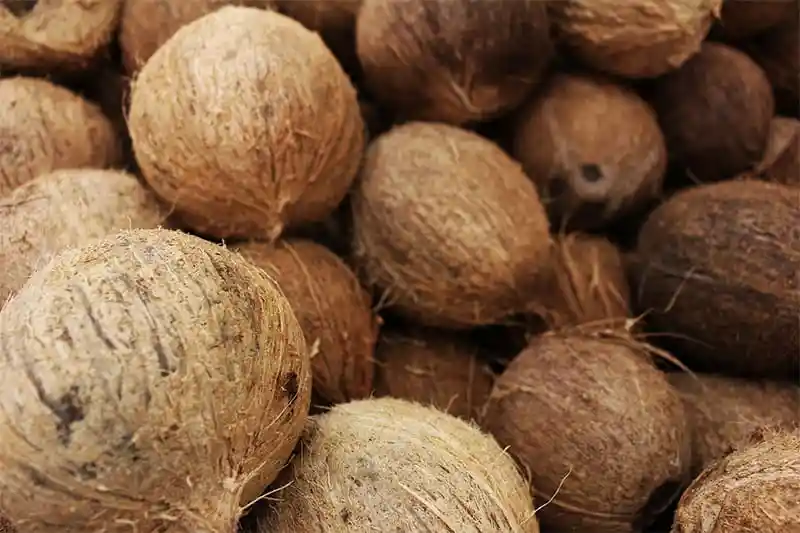 FstSort instala línea de clasificación de cocos en Costa de Marfil para optimizar procesamiento durante todo el año