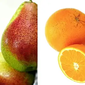 Fstsort Machinery Empowering the Global Fruit Market