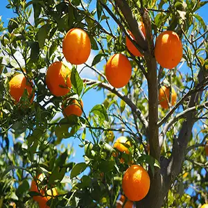 Fstsort's New Generation Fully Automated Citrus Post-Harvest Processing Line