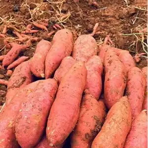 FstSort Weight Grader Boosts Efficiency for Yunnan Sweet Potato Growers